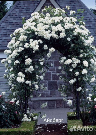 Розы плетистые ч.1