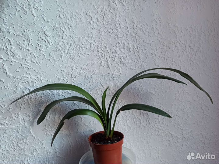 Комнатные цветы кливия