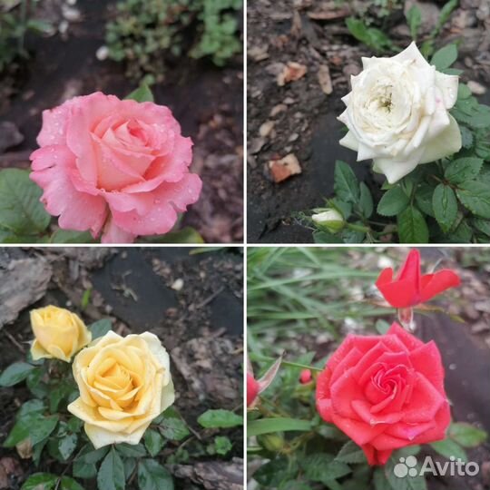 Роза в горшке