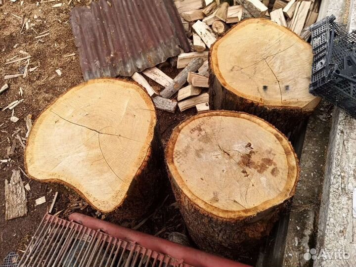 Пень дубовый