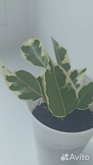 Фикус бенджамина