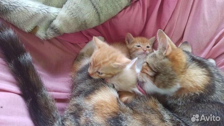 Голубоглазые котята в добрые руки