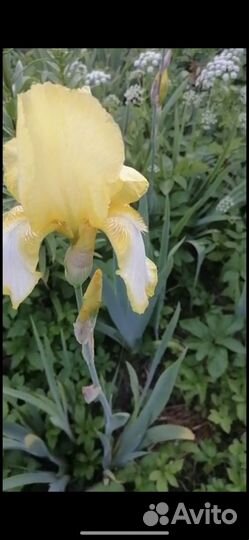 Ирисы бородатые