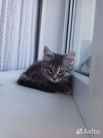 Кошка в дар