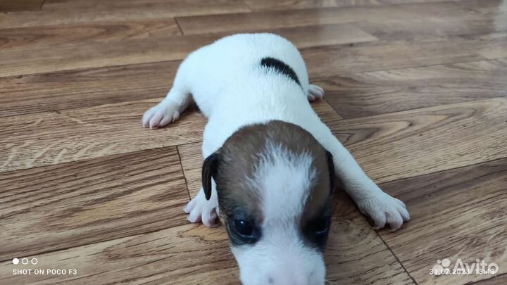 Джек Рассел терьер