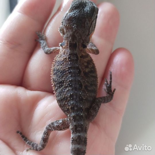 Бородатая агама