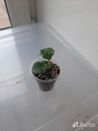 Детки сортовых фиалок