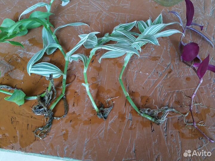 Традесканции