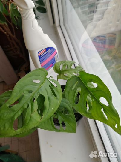 Монстера манки