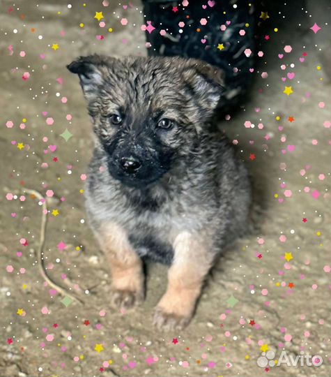 Щенки в добрые руки