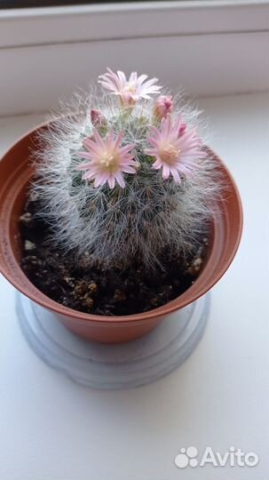 Кактус цветущий