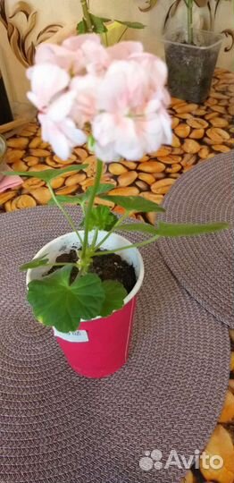 Цветок золотой ус, фикус бенжомин, герань