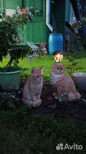 Кошка в дар бесплатно