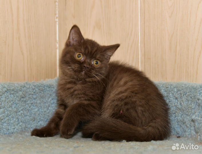 Британский мальчик