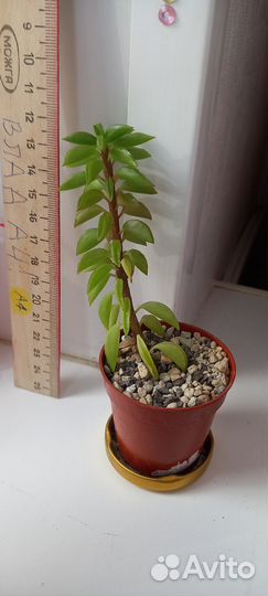 Суккуленты ч.6
