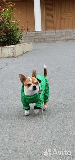 Комбинезон для маленькой собаки L Yoriki