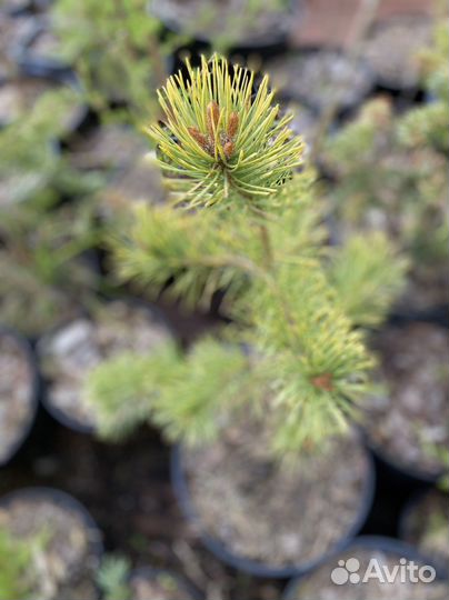 Сосна винтер голд