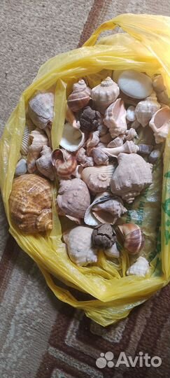 Ракушки для аквариума