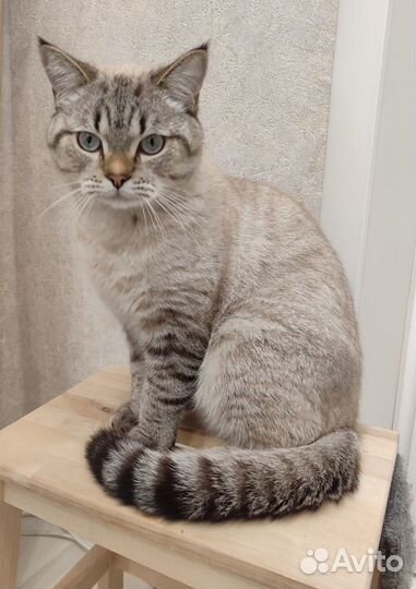 Котик в дар