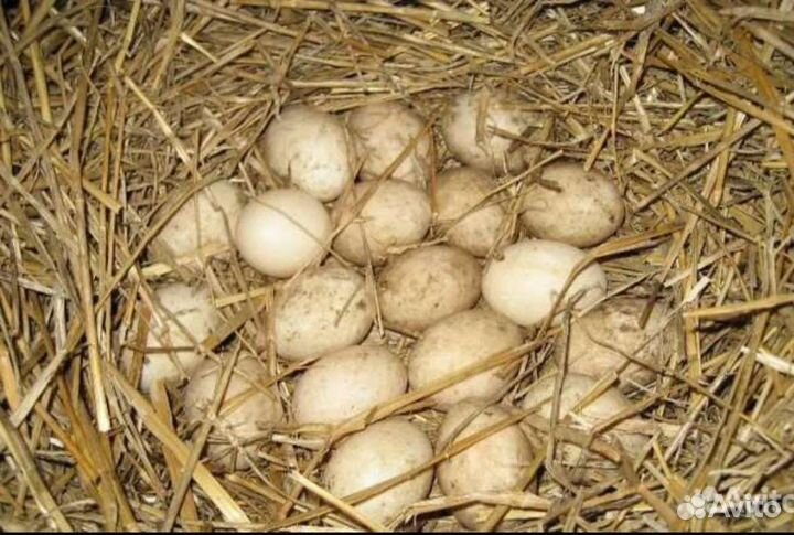 Инкубационное яйцо индоутки