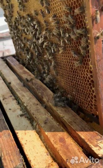 Продаю пчелосемьи