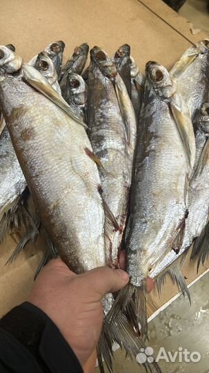 В наличии рыба вяленая, лещ плотва синец
