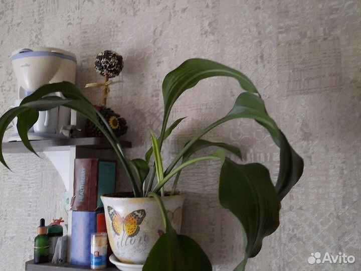 Эухарис амазонская лилия