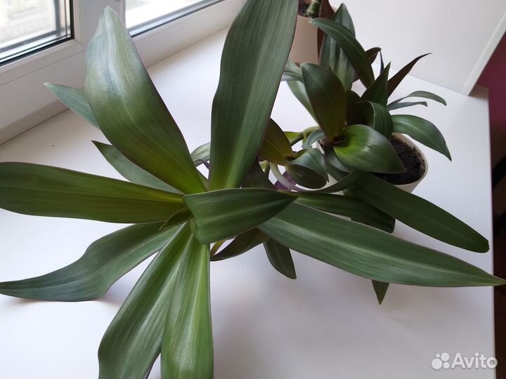 Традесканция Рео Красивый Пышный