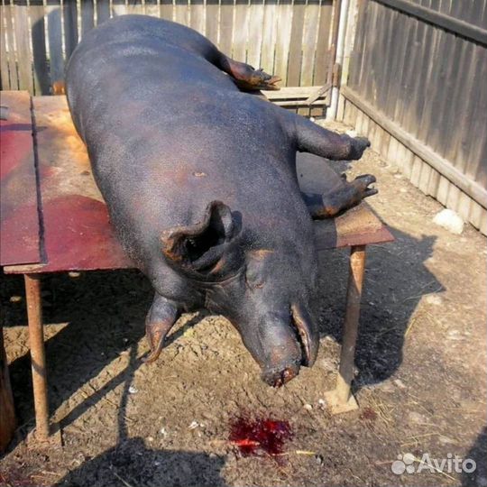 Домашнее мясо