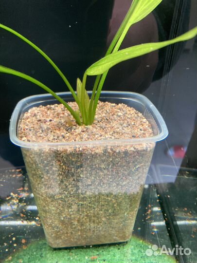 Грунт для аквариума