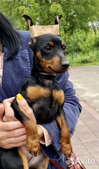 Цвергпинчер Щенки