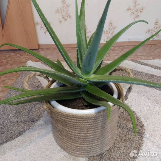 Алоэ вера настоящий