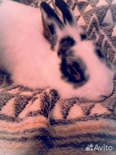 Кролик для фотосессии в аренду