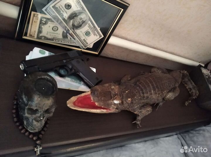 Чучело крокодила made in Cuba