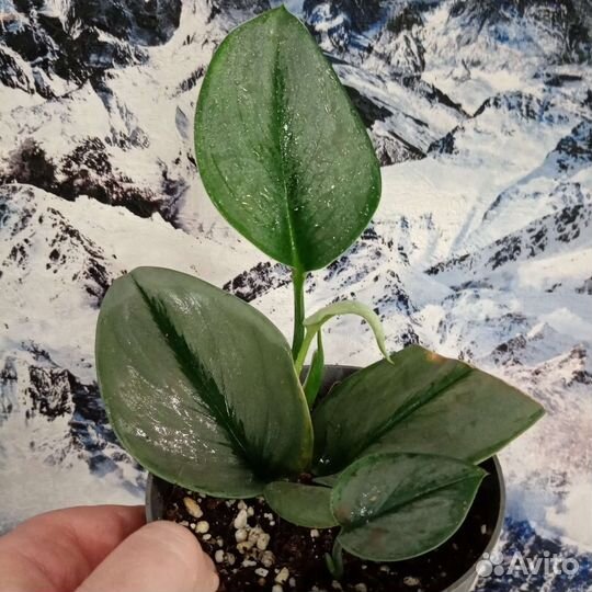 Сциндапсус