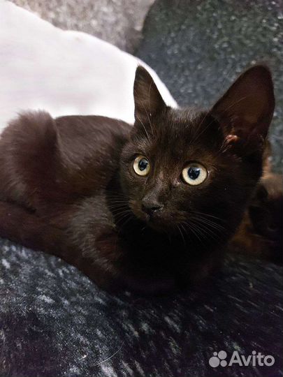 Чёрная пантерка)