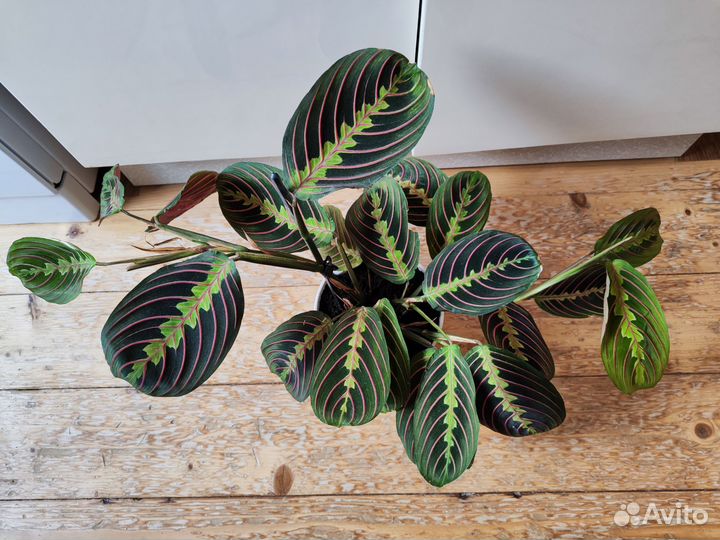 Маранта триколор фасцинатор