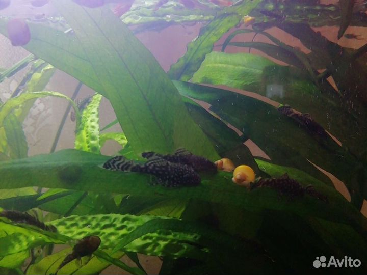 Анциструсы