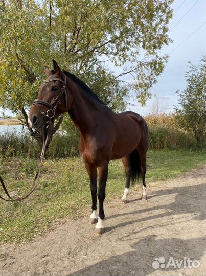 Конский навоз и перегной бесплатно