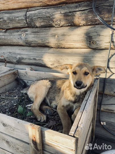 Щенок в добрые руки