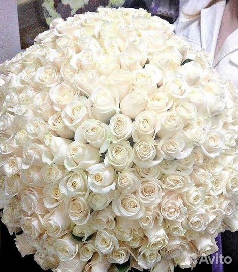Высокие Высокие розы Гигантские розы Букеты Достав