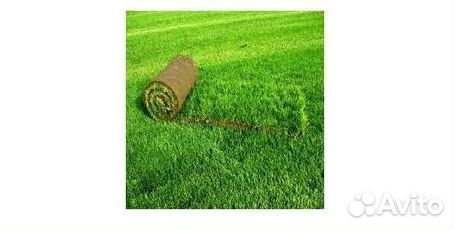 Рулонный газон