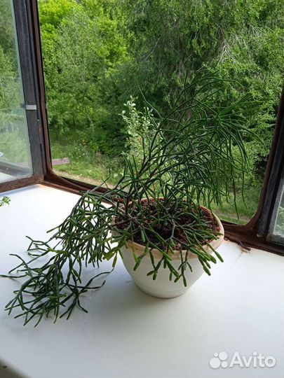 Суккуленты и тимьян