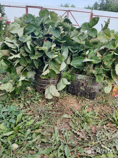 Саженцы ремонтантной клубники