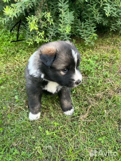 Щенки метис Лайка и Овчарка