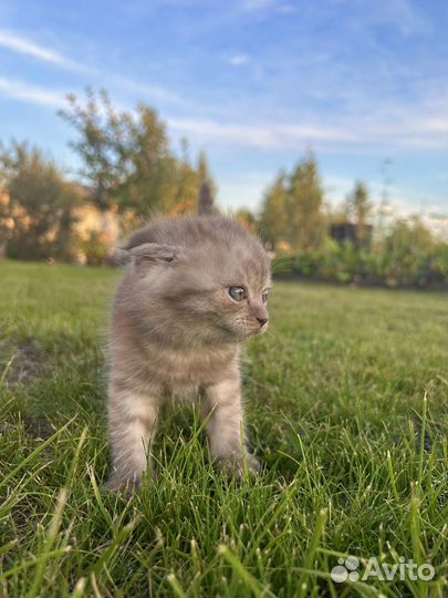 Шотландский вислоухий котенок