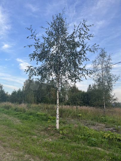 Участок 13,5 сот. (СНТ, ДНП)