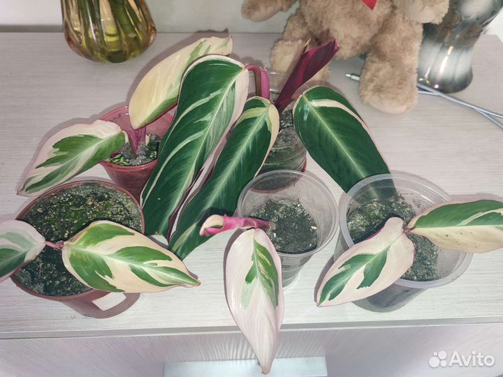 Строманта сингониум хлорофитум эпипремнум цветы