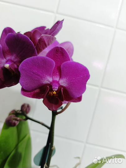 Орхидея