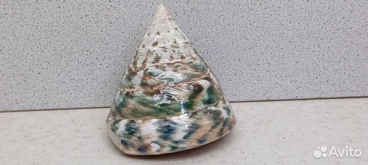 Трохус Пирамис 6,5*6 морская ракушка раковина